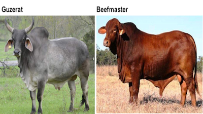 Guzerat Cattle