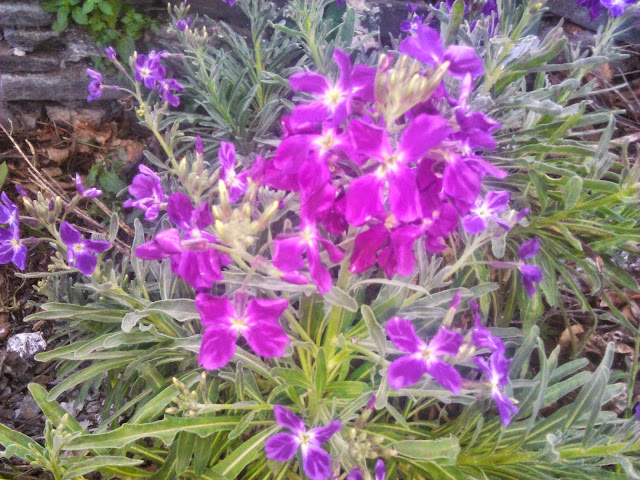 matthiola incana