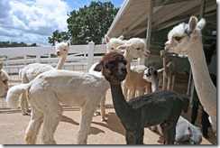 Alpacas-A