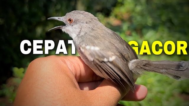 Cara Merawat Burung Ciblek Semi Bahan Cepat Gacor Dan Narung