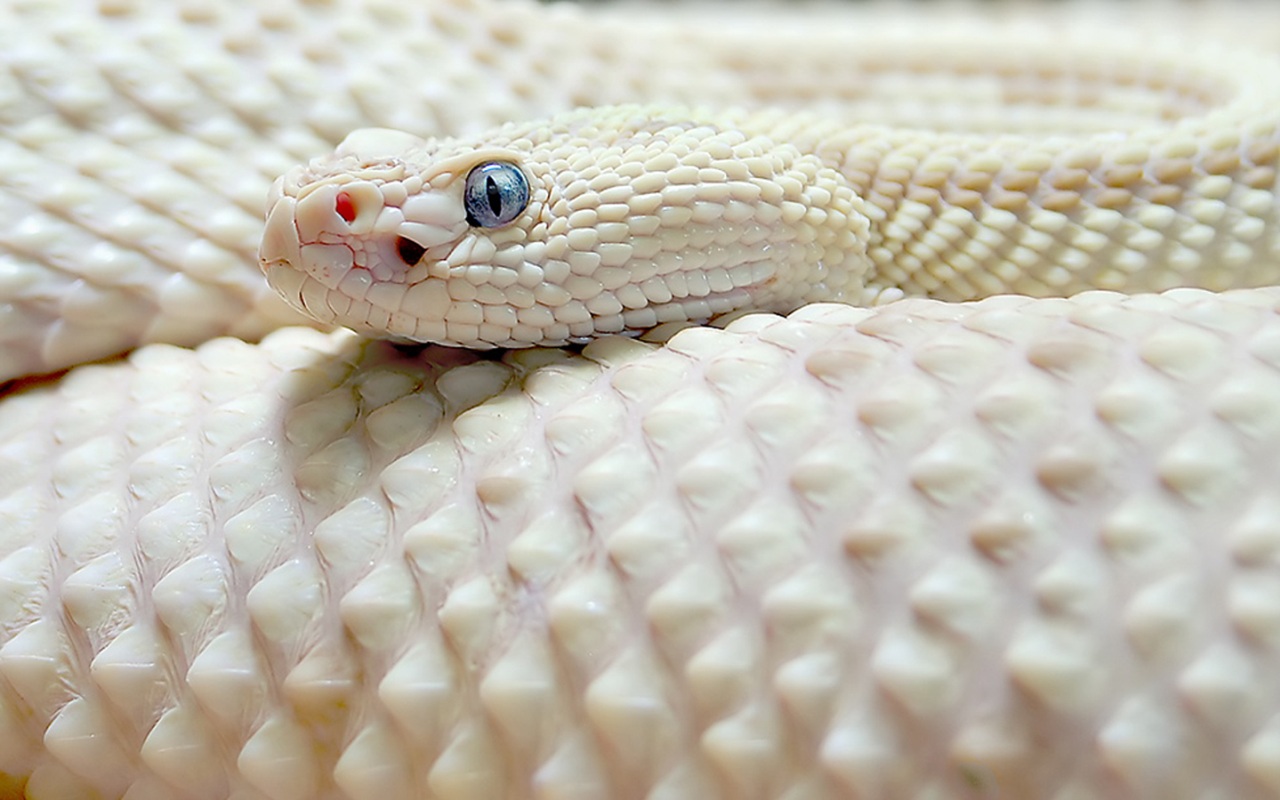 White+Snake+Wallpapers.jpg