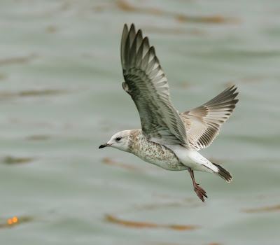 Common Gull, St.John's Newfoundland