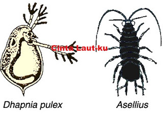 belajar crustacea udang, lobster, kepiting