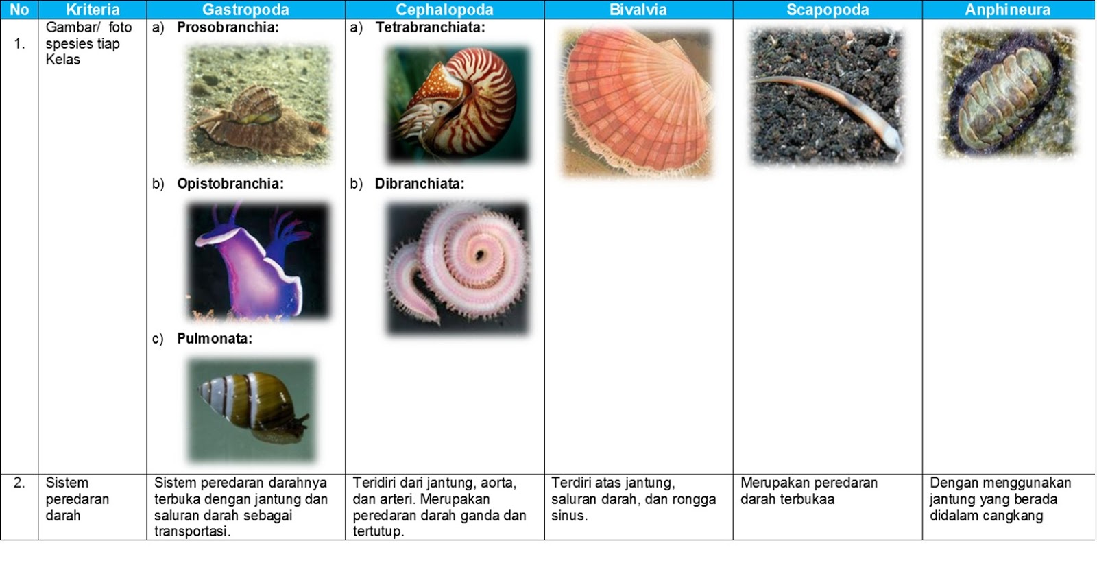 Sistem Sirkulasi Vertebrata  dan  Invertebrata  Skypiea