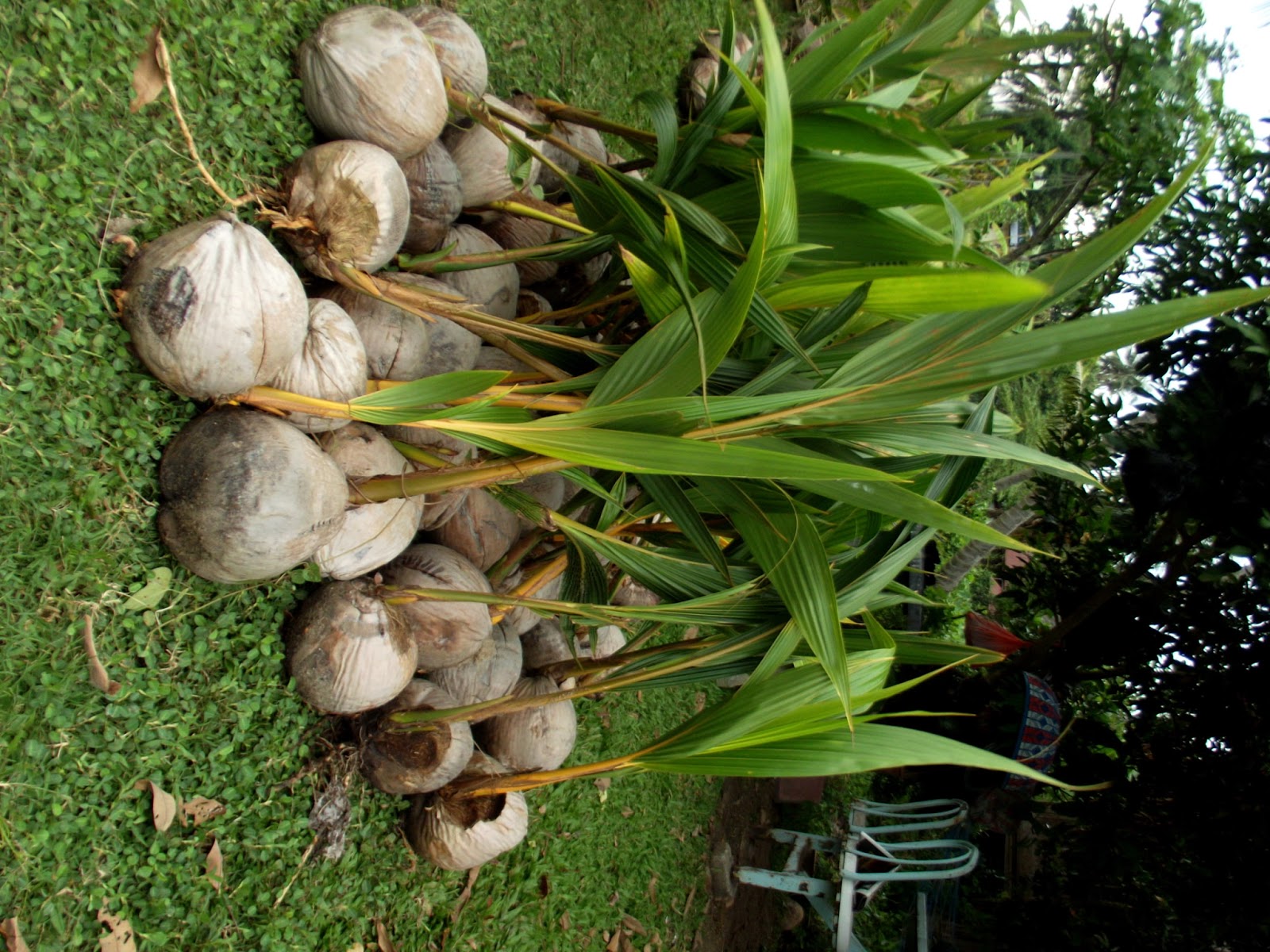 anak benih kelapa  matag ANAK BENIH KELAPA  MATAG