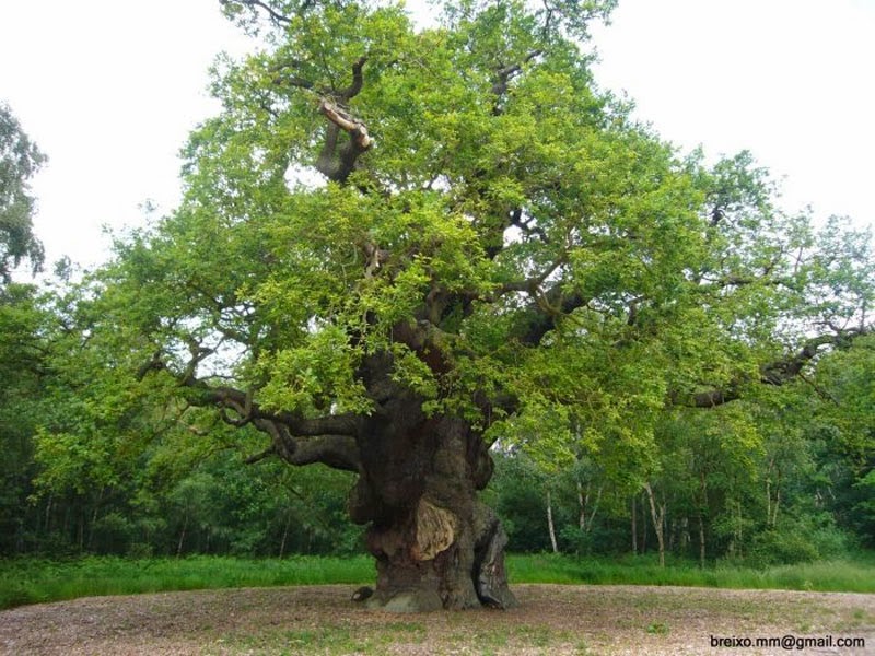 3. Sherwood Forest, England - 5 Breathtaking Places With A Legend Behind Them