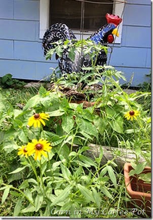 rudbeckia