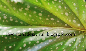 detalle-begonia-lucerna