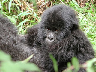 Fly in Uganda Gorilla tracking safari