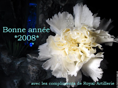 oeillet blanc de Royal Artillerie