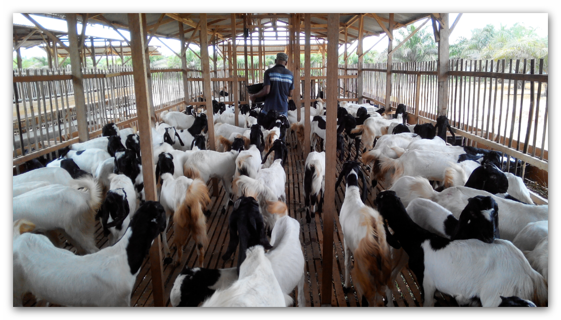 Kendala yang Menghadang Dalam Pembibitan Kambing  PoultryShop Indonesia