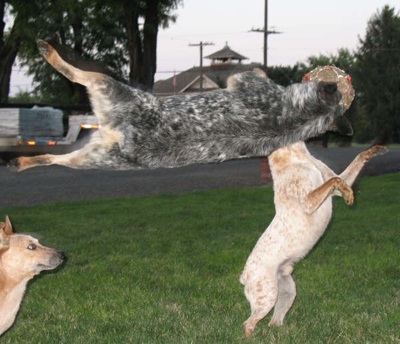 Blue Heeler Puppies on Blue Heeler Puppy Pictures   Dog Breed Portal