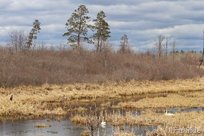 Swans