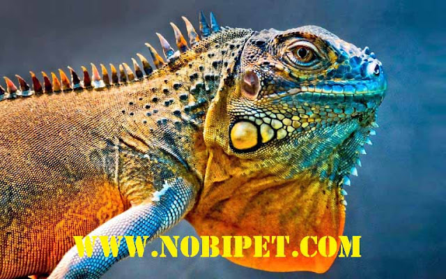 ban-iguana-reptiles-rong-nam-my-gia-re-da-nang