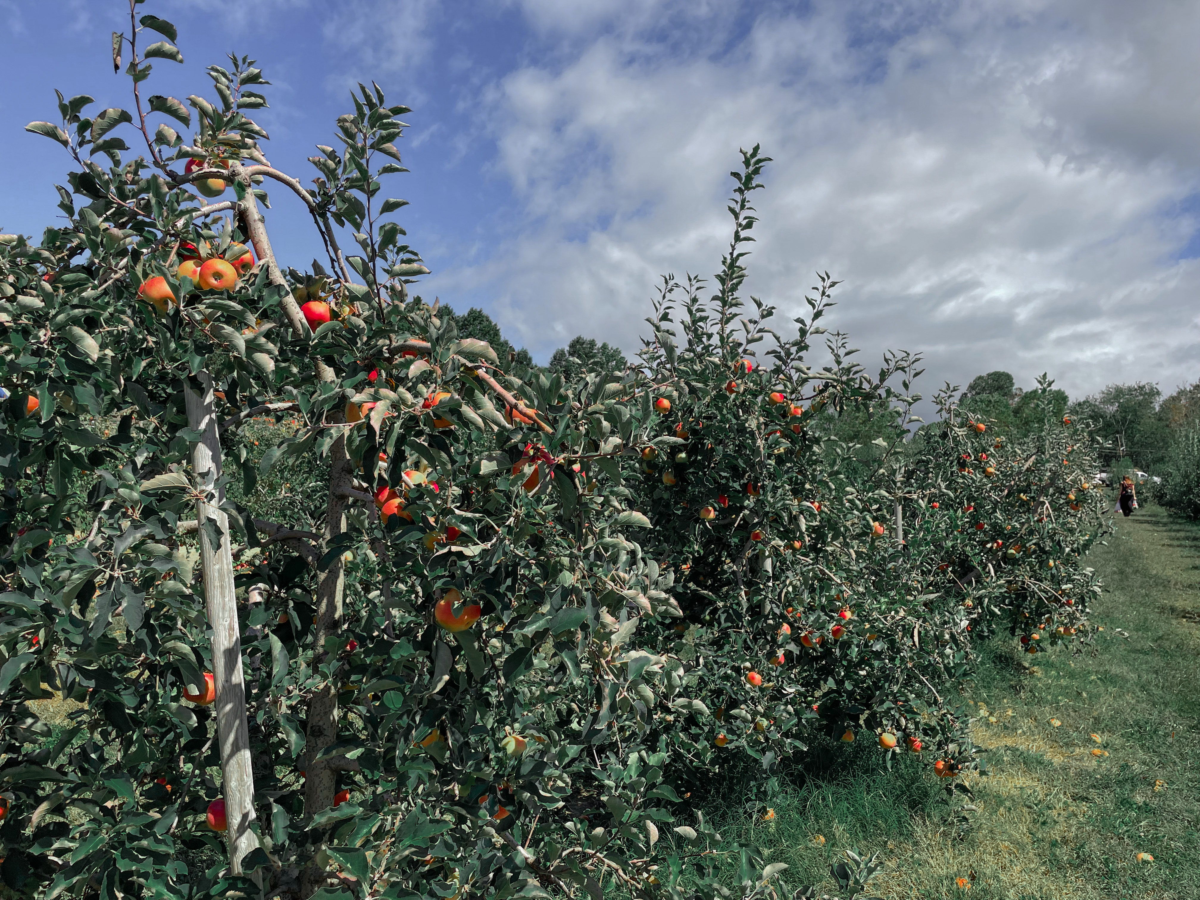 Justus Orchard in Hendersonville