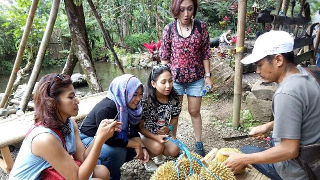 Liking Durian Garden, Sensasi Makan Durian Langsung di Bawah Pohon