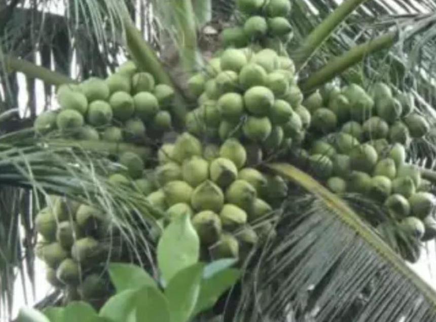 bibit kelapa entok bibit entog genjah Aceh