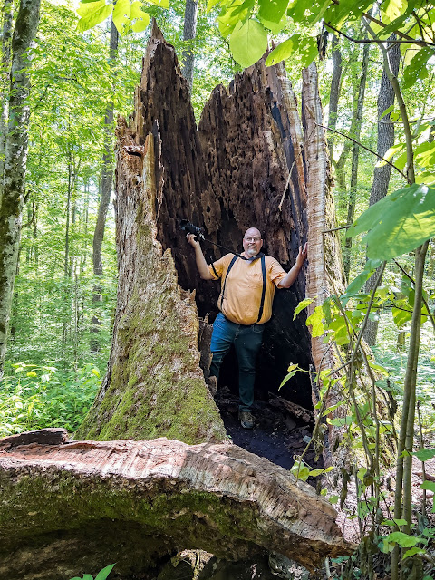 Joyce Kilmer Memorial Forest