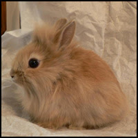 Lionhead