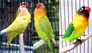 Cara melatih lovebird fighter