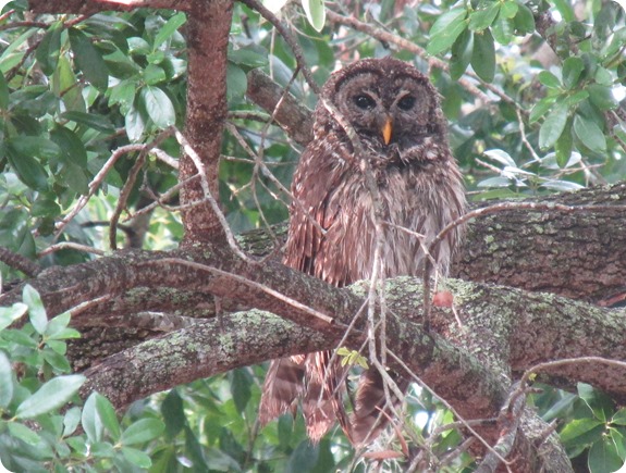 7 Barred Owl Strix varia (2)