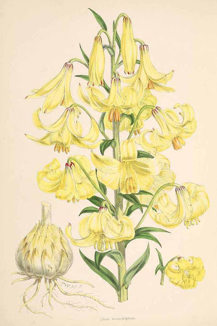 Лилия Совича (Lilium szovitsianum)