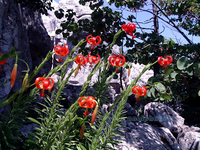 Лилия халцедонская / Лилия халкедонская (Lilium chalcedonicum)