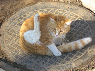 Brave Orange-Striped Cat