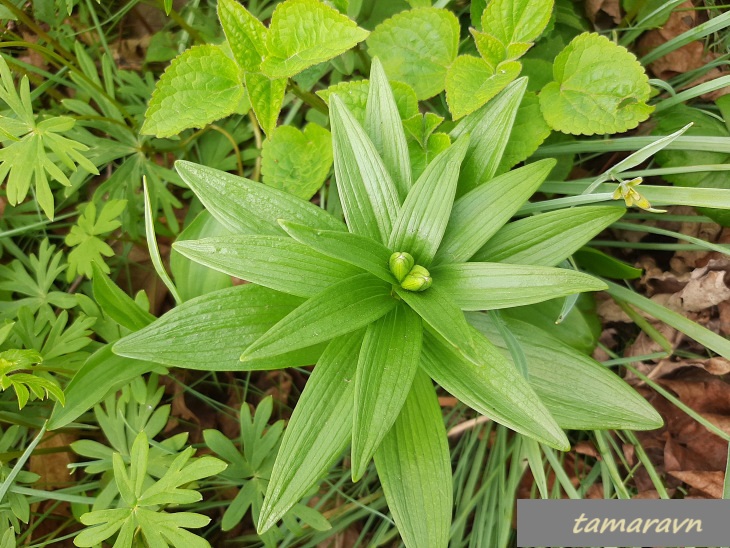 Рябчик камчатский (Fritillaria camschatcensis)