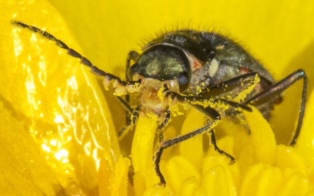 Malachite Beetle, Malachius bipustulatus, in a Meadow Buttercup, Ranunculus acris.  Jubilee Country Park, 3 June 2013.