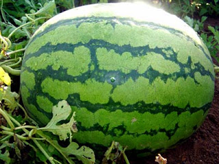 big shape of watermelon