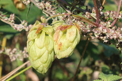 Hop - Hopwynsels - Humulus lupulus