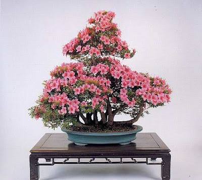 bonsai trees