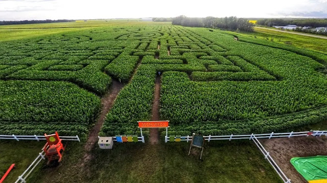 the Edmonton Corn Maze