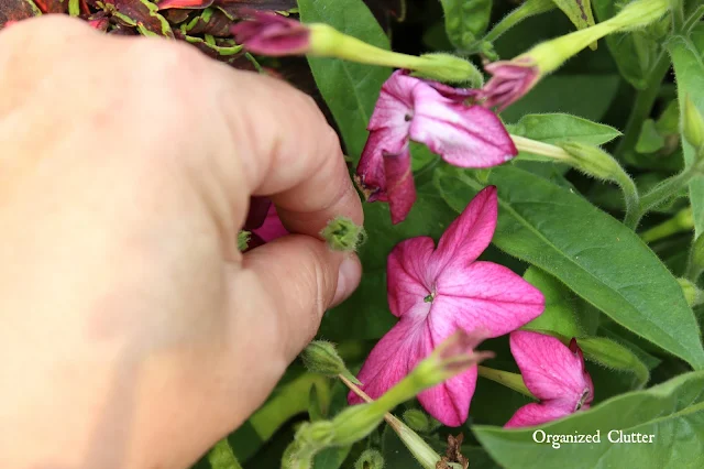 Deadheading annual nicotiana www.organizedclutter.net