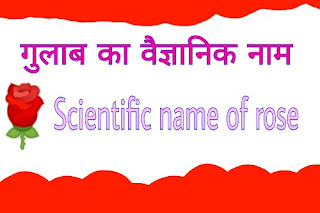 गुलाब का वैज्ञानिक नाम क्या है।gulab ka vaigyanik naam kya hain।Rose ka scientific name।Scientific name for rose।