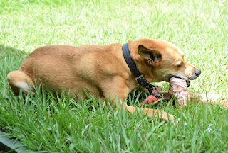 Dog chewing on bone outside in the grass