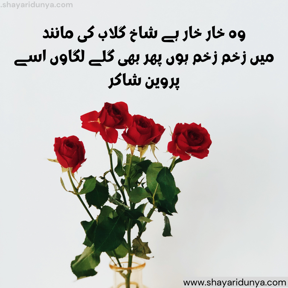 Gulab shayari urdu | Gulab shayari 2 lines urdu | Gulab ka phool shayari | urdu phool quotes in urdu | gulab shayari