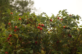 gathering rosehips and making rosehip syrup recipe