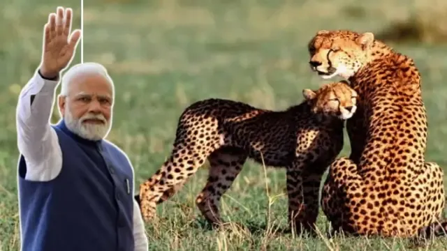 pm-modi-releases-8-wild-cheetahs-in-kuno-national-park-madhya-pradesh-daily-current-affairs-dose