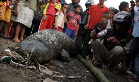 Ikan Raksasa di Sungai Cimanuk Kabupaten Garut