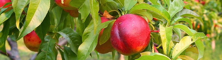  Fruit Trees for Sale - Buy Your Fruit Tree Online at Low Cost