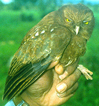 foto Punggok Minahasa atau burung hantu mongondow dari celebio.org