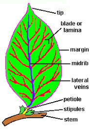 Labelled Diagram Of Leaf