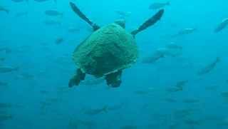 Sea Turtle