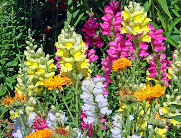 Snapdragons are beautiful