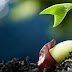 How Spring Affects Plant Growth: The Science Behind Seasonal Blooming