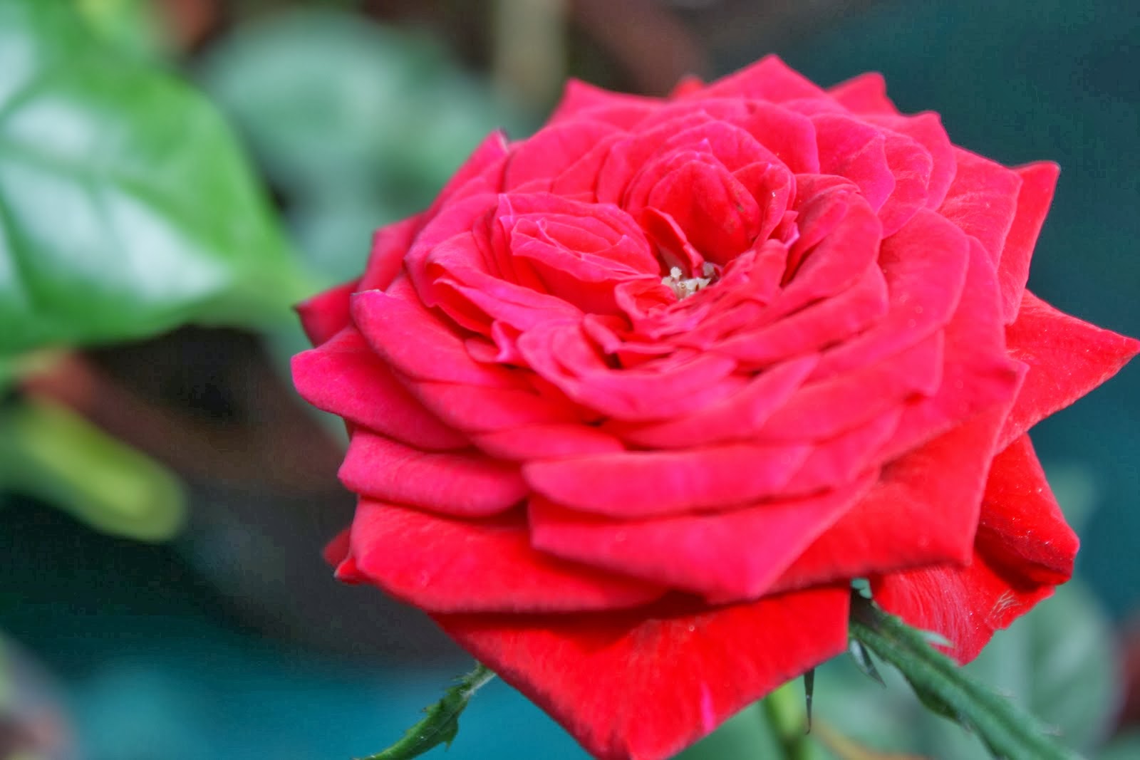 8 Maksud Tersirat Warna Bunga Ros Sebagai Hadiah Pemberian ...