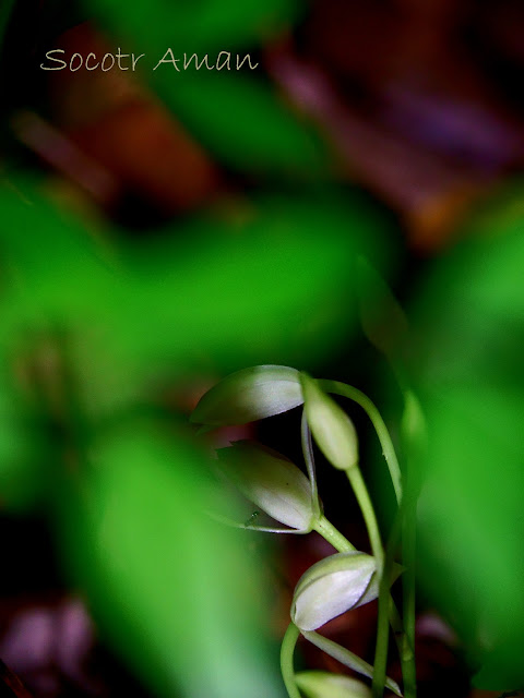 Cymbidium nipponicum