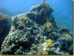 Coral 5